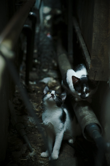 划频波动数据对冲刺效果影响，划幅和划频