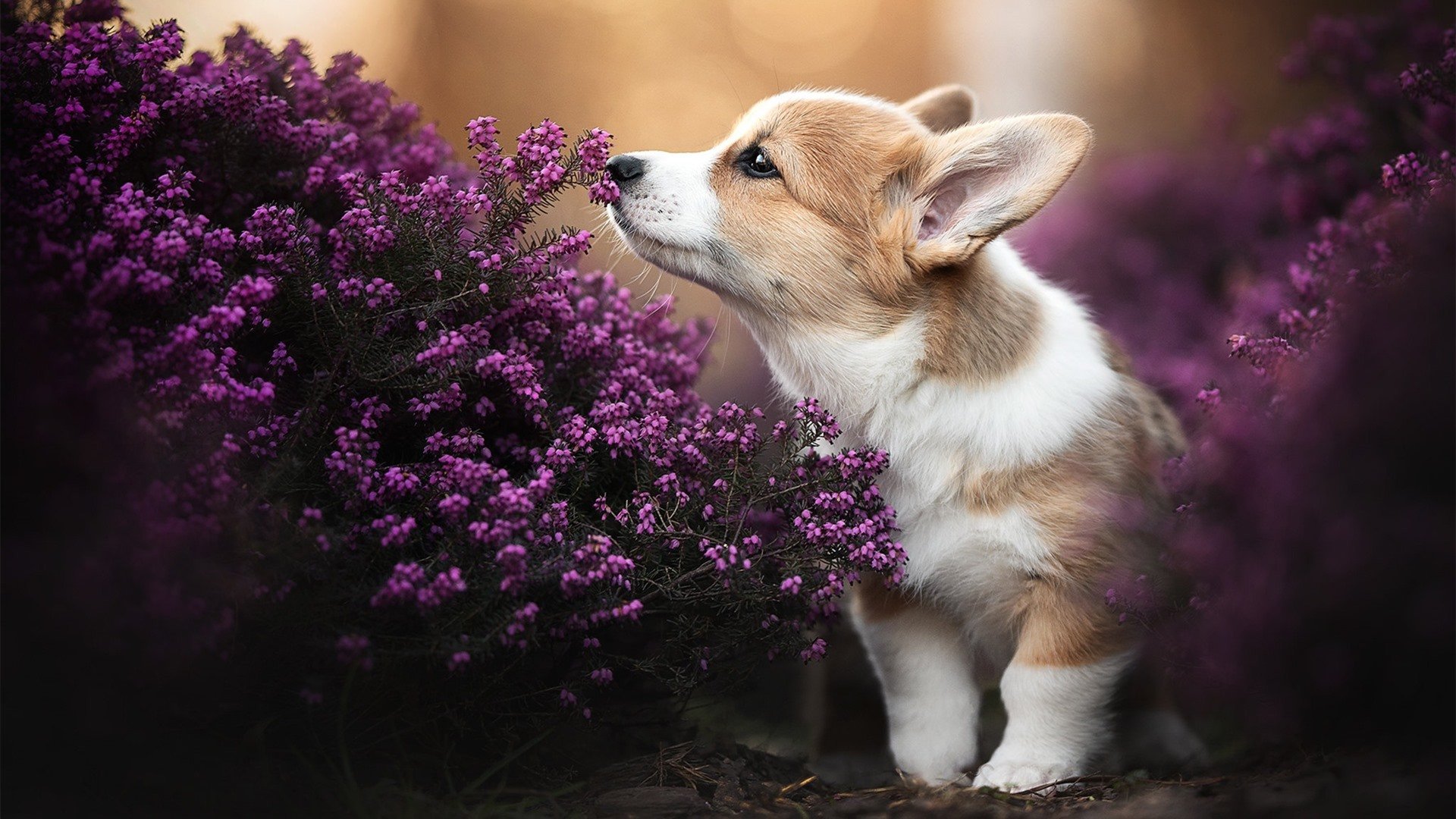 球迷协会组织活跃提升观赛体验与凝聚力，球迷协会简介