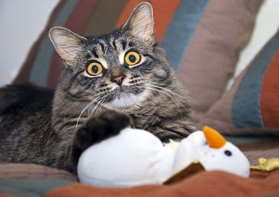 九游体育-瑞典乒乓球队未来：如何在国际舞台再创辉煌，瑞典国家乒乓球队