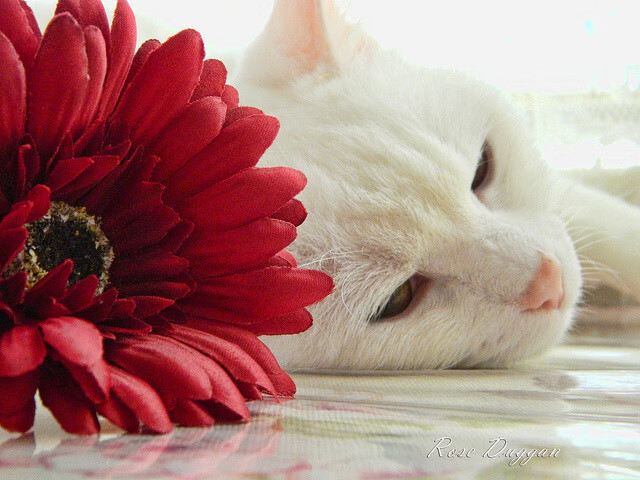 九游体育官网-训练系统智能化全面覆盖队伍建设，智能训练岗