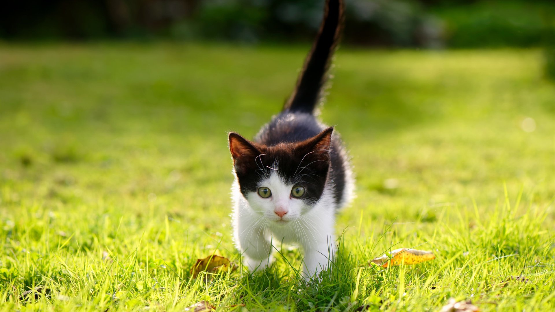 训练系统智能化全面覆盖队伍建设，智能训练岗