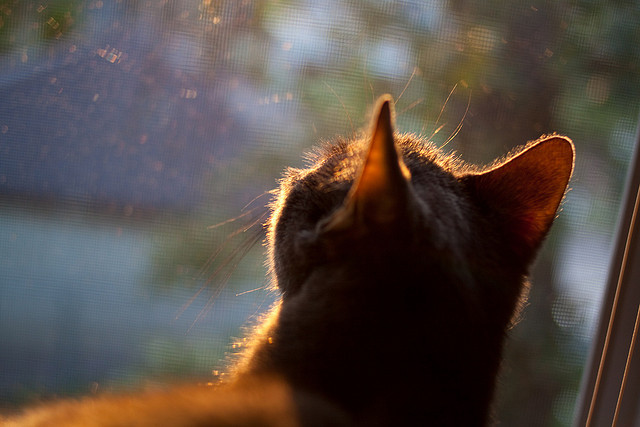 世界杯最美瞬间：技巧与智慧完美交融，世界杯激动人心时刻