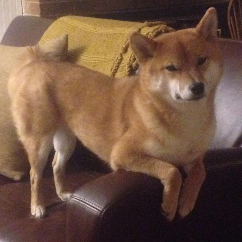 体育心理学助力运动员表现提升，运动员心理能力