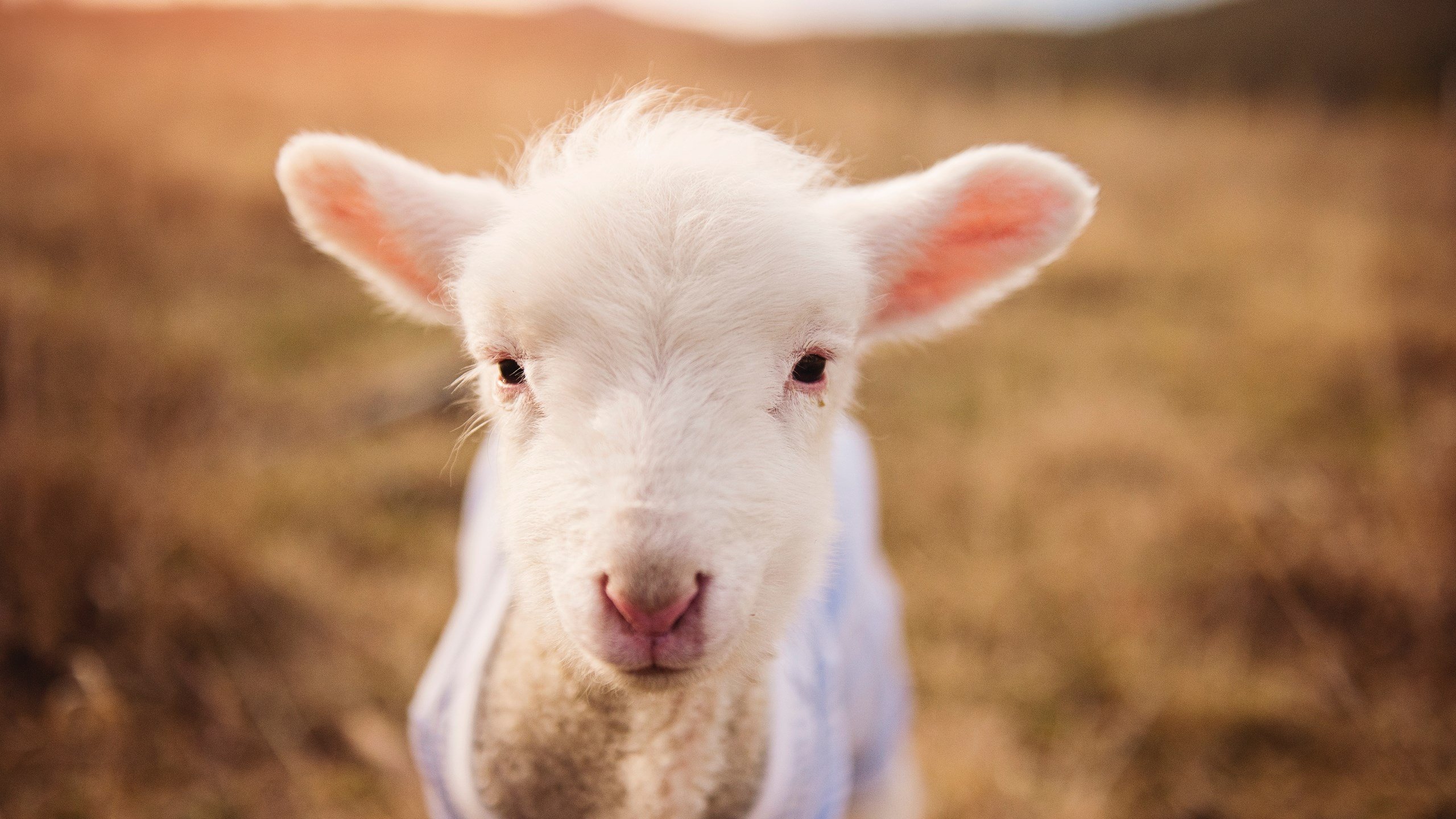 公牛锋线轮换疲劳影响进攻效率,公牛 中锋