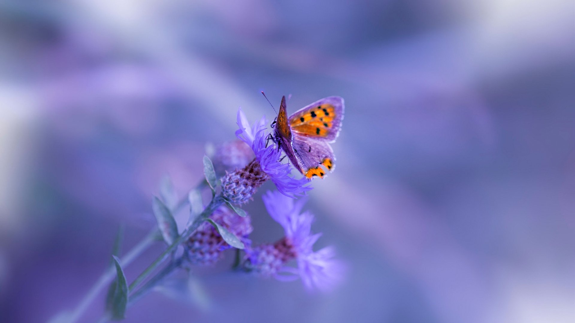 国际马拉松赛赛事安全保障,马拉松赛事保障工作