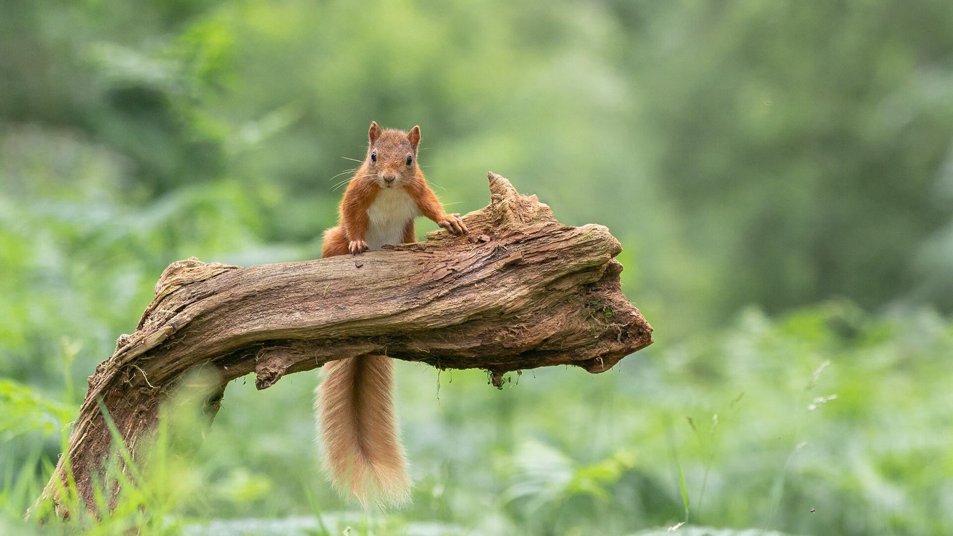 女子乒乓球战术升级应对国际强敌，女子乒乓球比赛规则