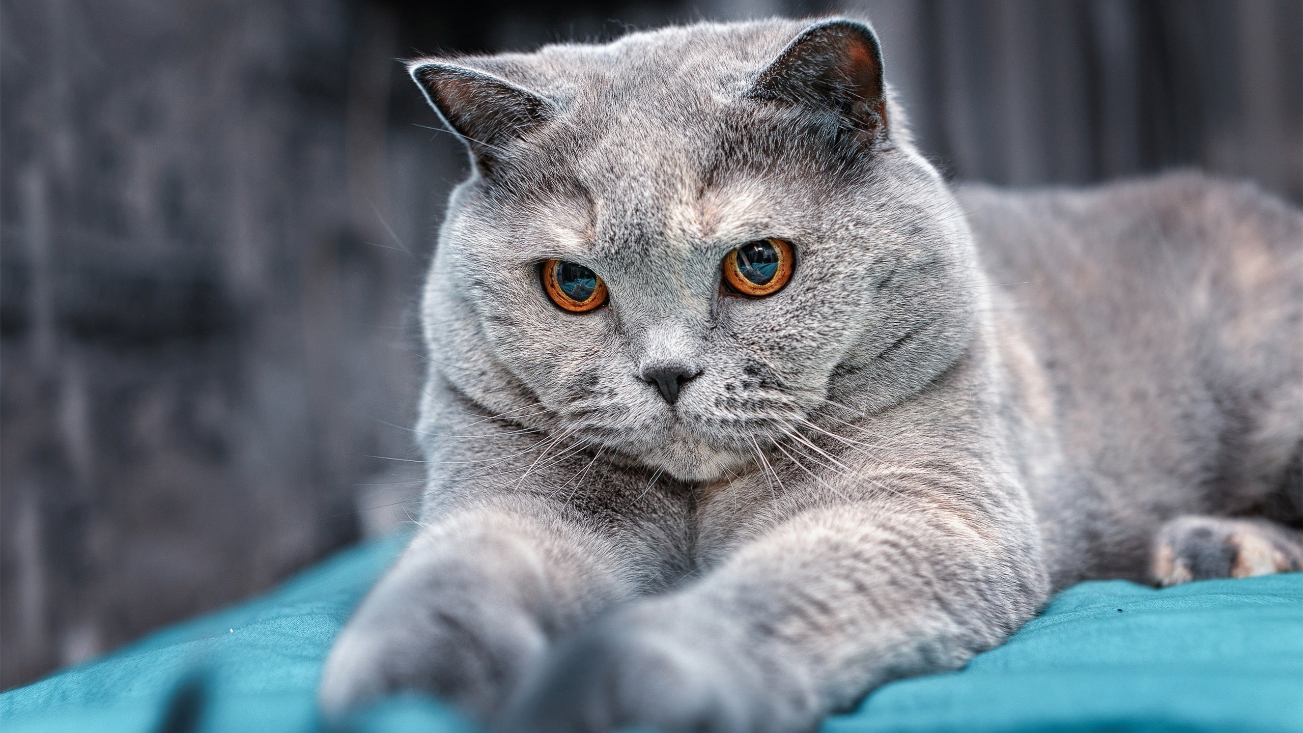 巴基斯坦男篮在国际邀请赛中表现不俗，逐步崭露头角