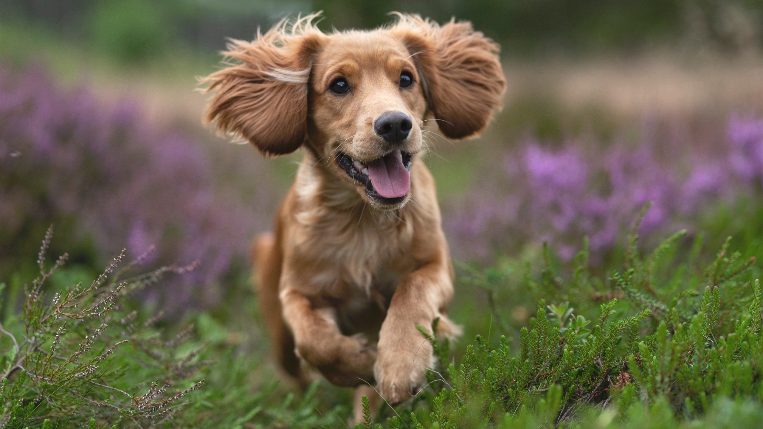 某俱乐部建成新球场，提升观赛体验，某俱乐部建成新球场,提升观赛体验能力