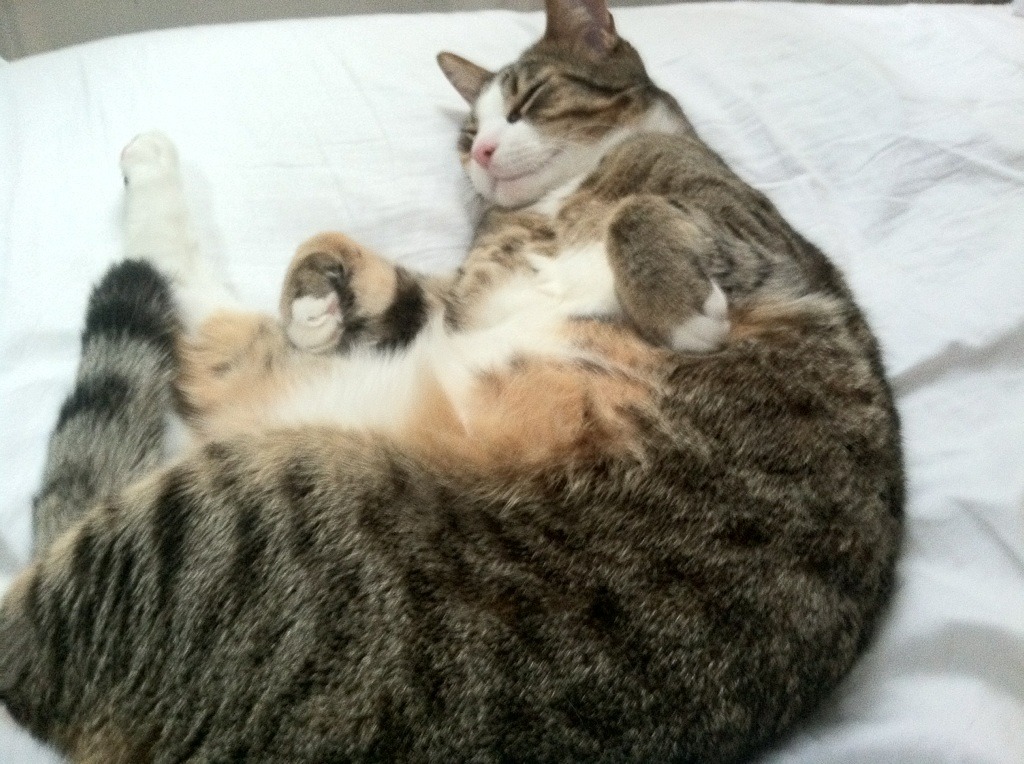 九游网页官网-法甲青训崛起：未来之星无限光明！