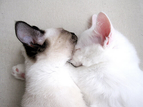 九游娱乐入口-澳大利亚袋鼠队通过稳健防守策划快速反击，澳大利亚袋鼠比赛