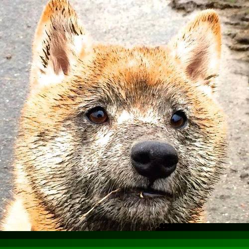 科尔博赛后分享备战秘诀与心得,科尔曼博尔特比赛视频